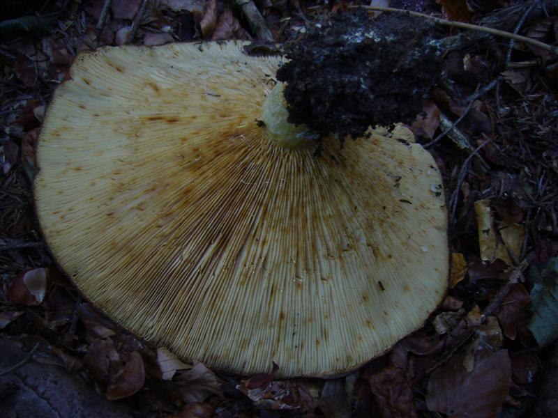 Lactarius vellereus?